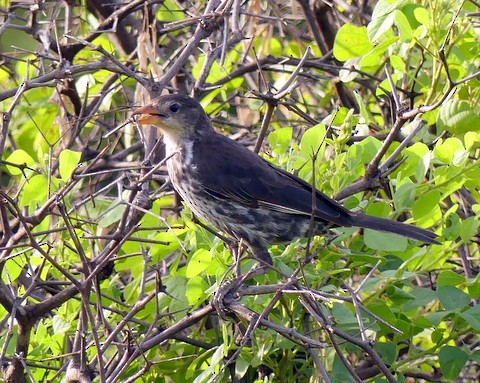 Red-billed Buffalo-Weaver - ML226038681