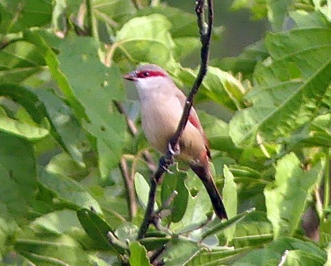 Crimson-rumped Waxbill - ML226038731