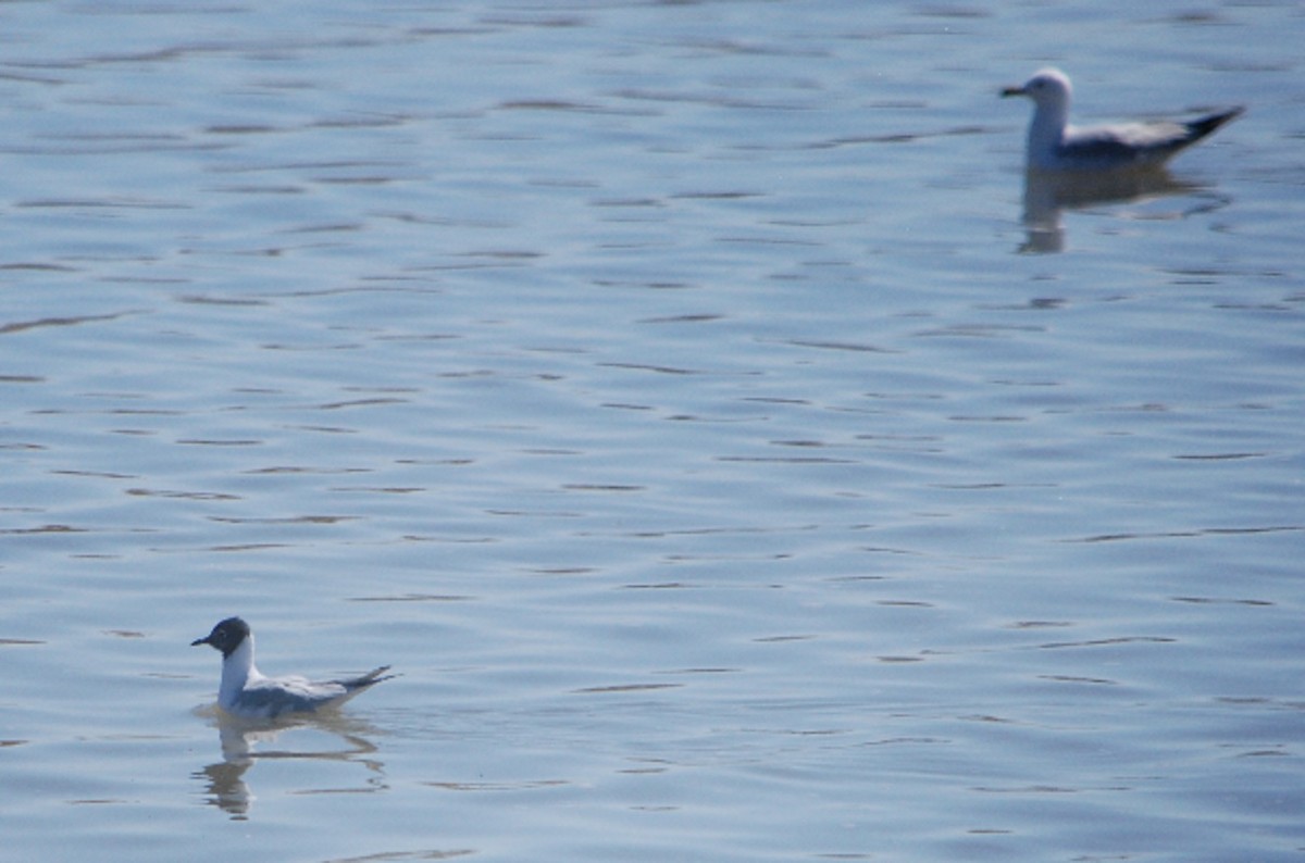 Bonaparte's Gull - ML226040221