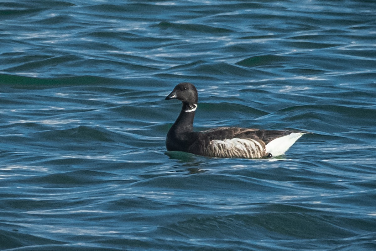 Brant - ML226042671