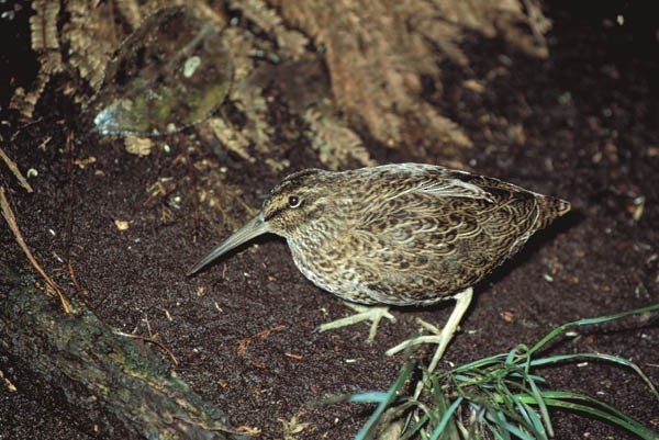 Snares Island Snipe - ML226044011