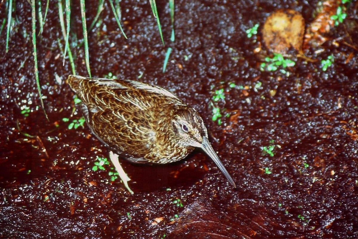 Snares Island Snipe - Colin Miskelly