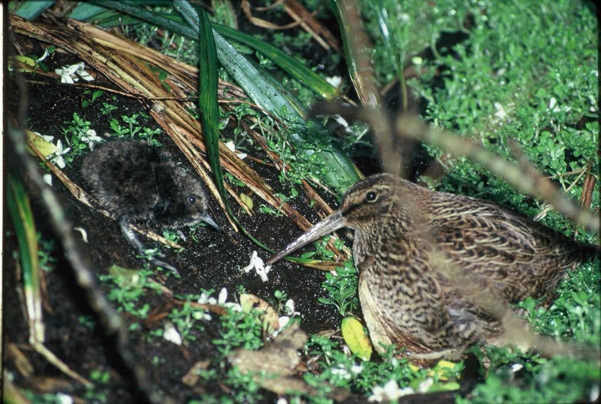 Snares Island Snipe - ML226044211