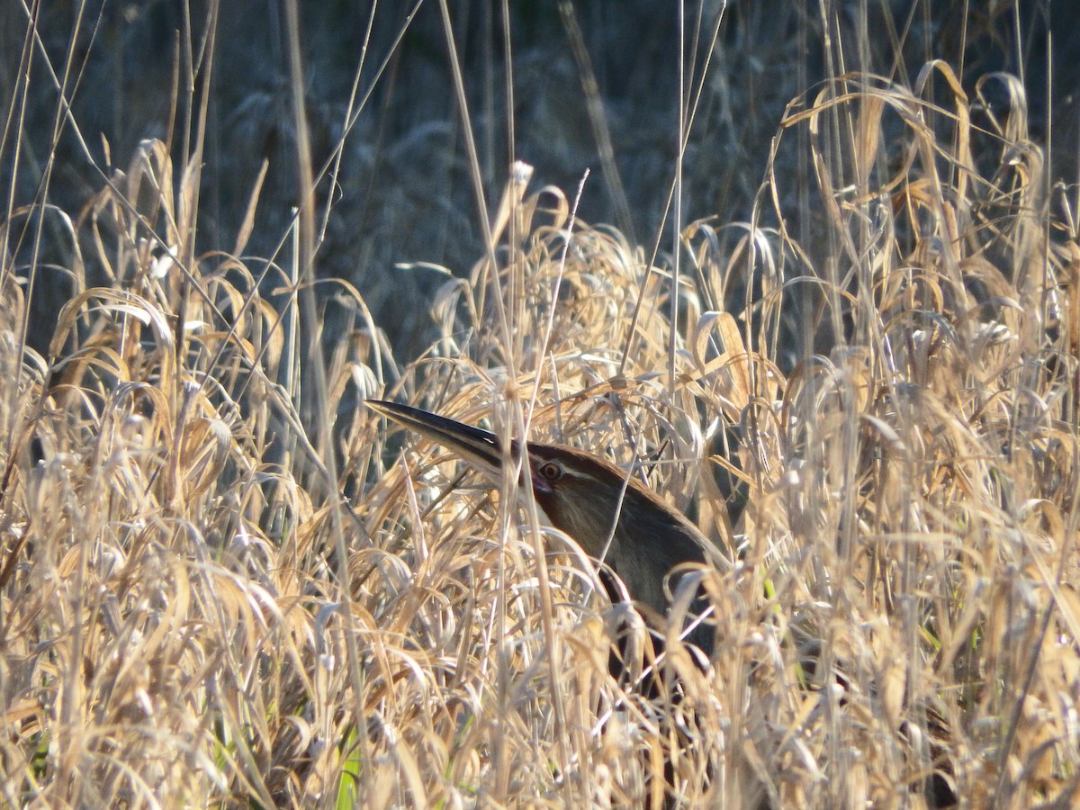 American Bittern - ML226044681