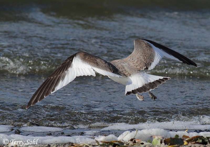 Sabine's Gull - Terry Sohl