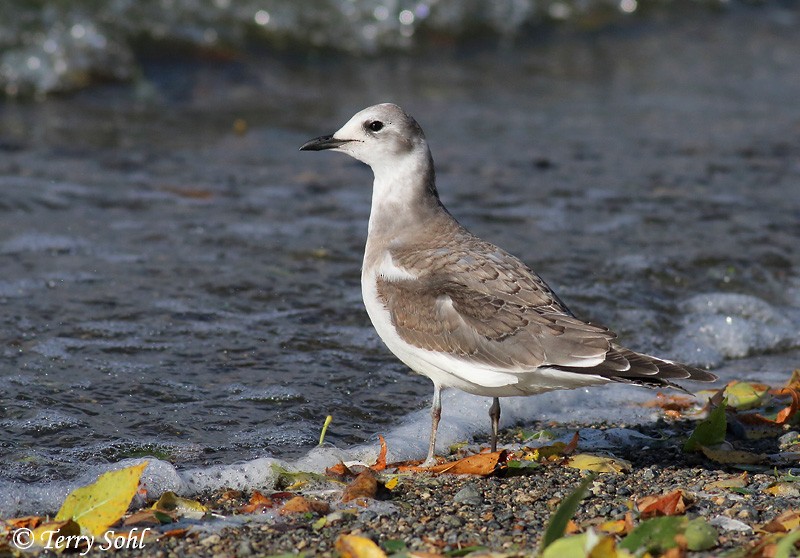 Sabine's Gull - Terry Sohl