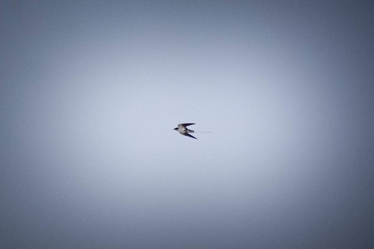 Wire-tailed Swallow - Neelakanta Sriram Nandala