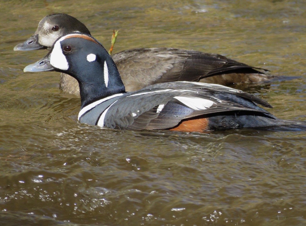 Harlequin Duck - Nick Swan