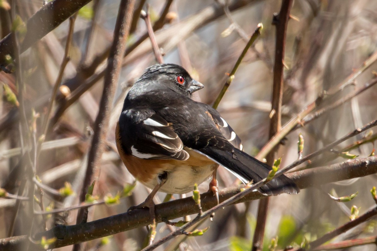 Eastern Towhee - Michael Warner