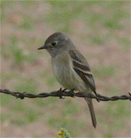 Hammond's Flycatcher - ML226047731