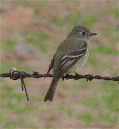 Hammond's Flycatcher - Anonymous