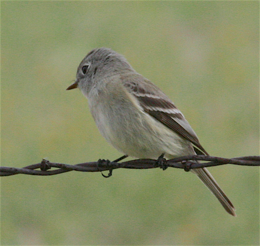 Hammond's Flycatcher - ML226047771