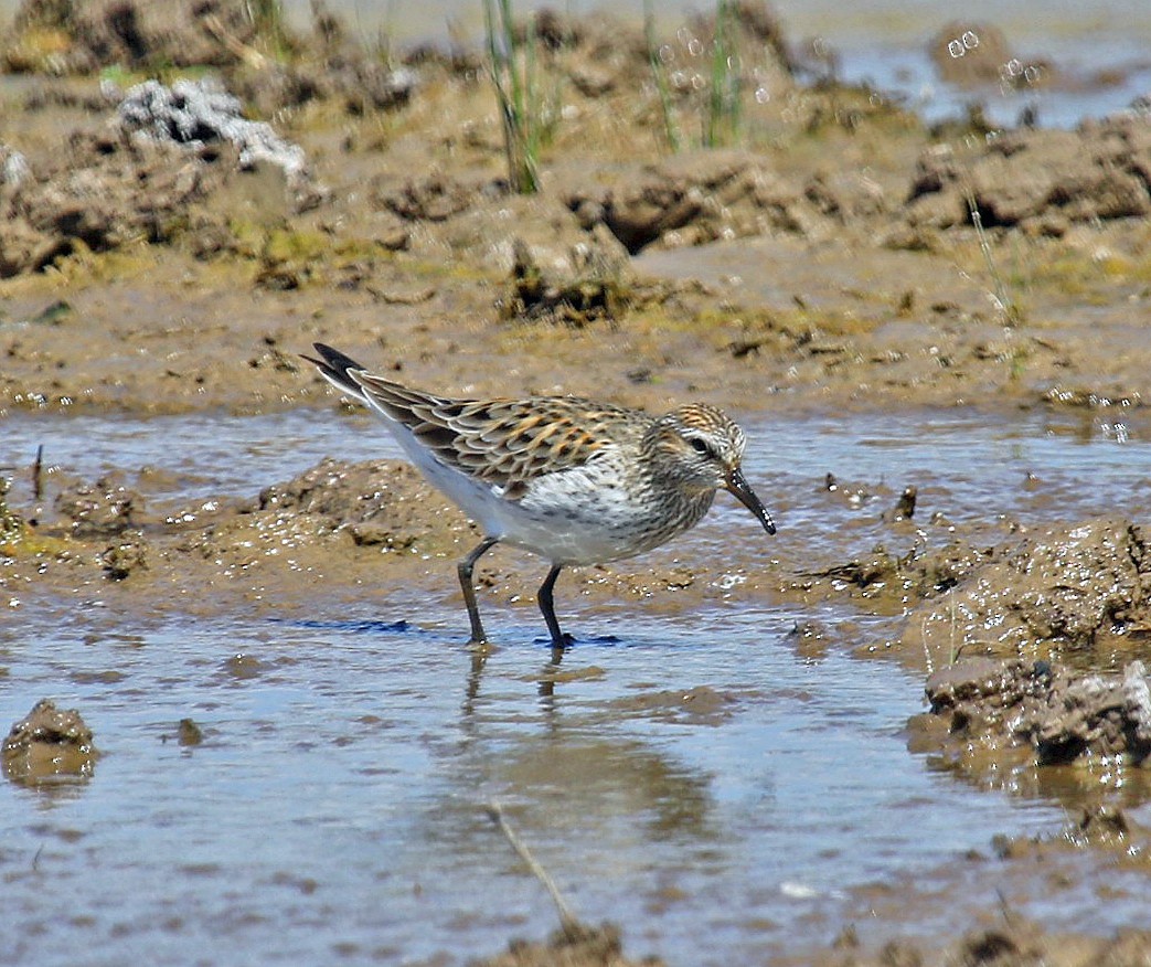 White-rumped Sandpiper - Joe Grzybowski