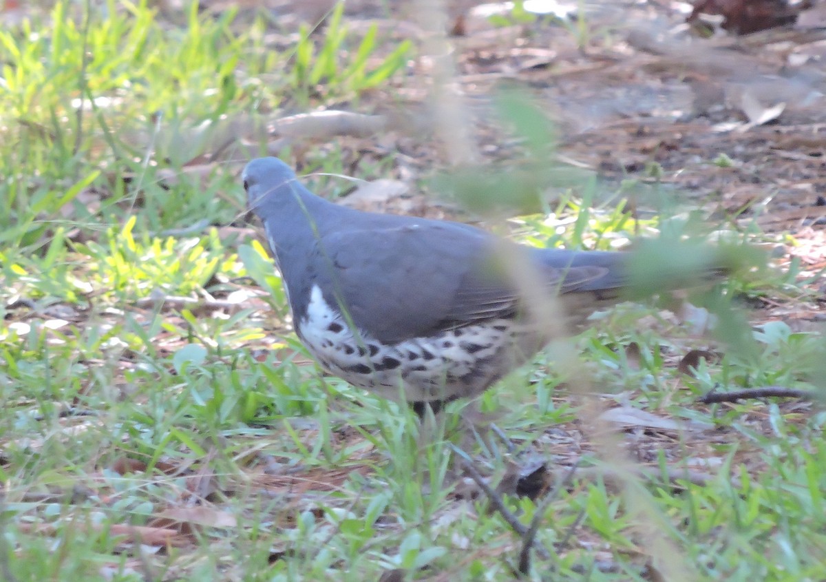 Wonga Pigeon - ML22605271