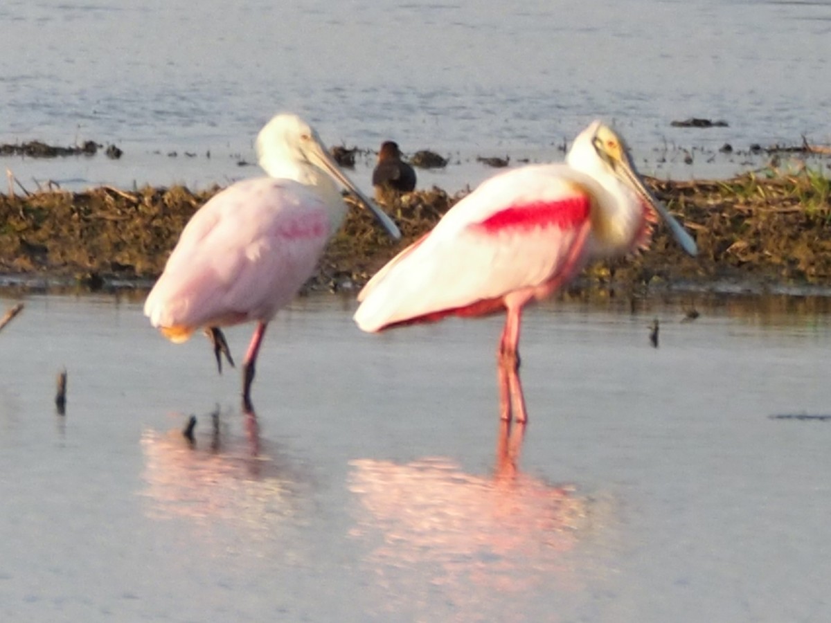 Roseate Spoonbill - ML226053801