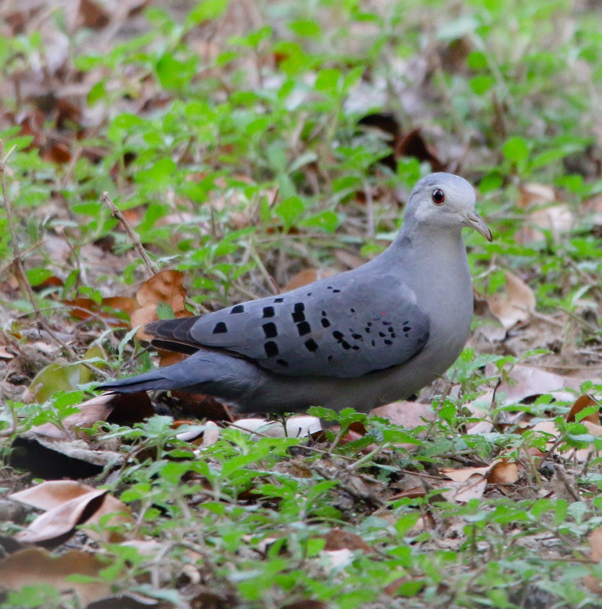 Blue Ground Dove - ML226053951