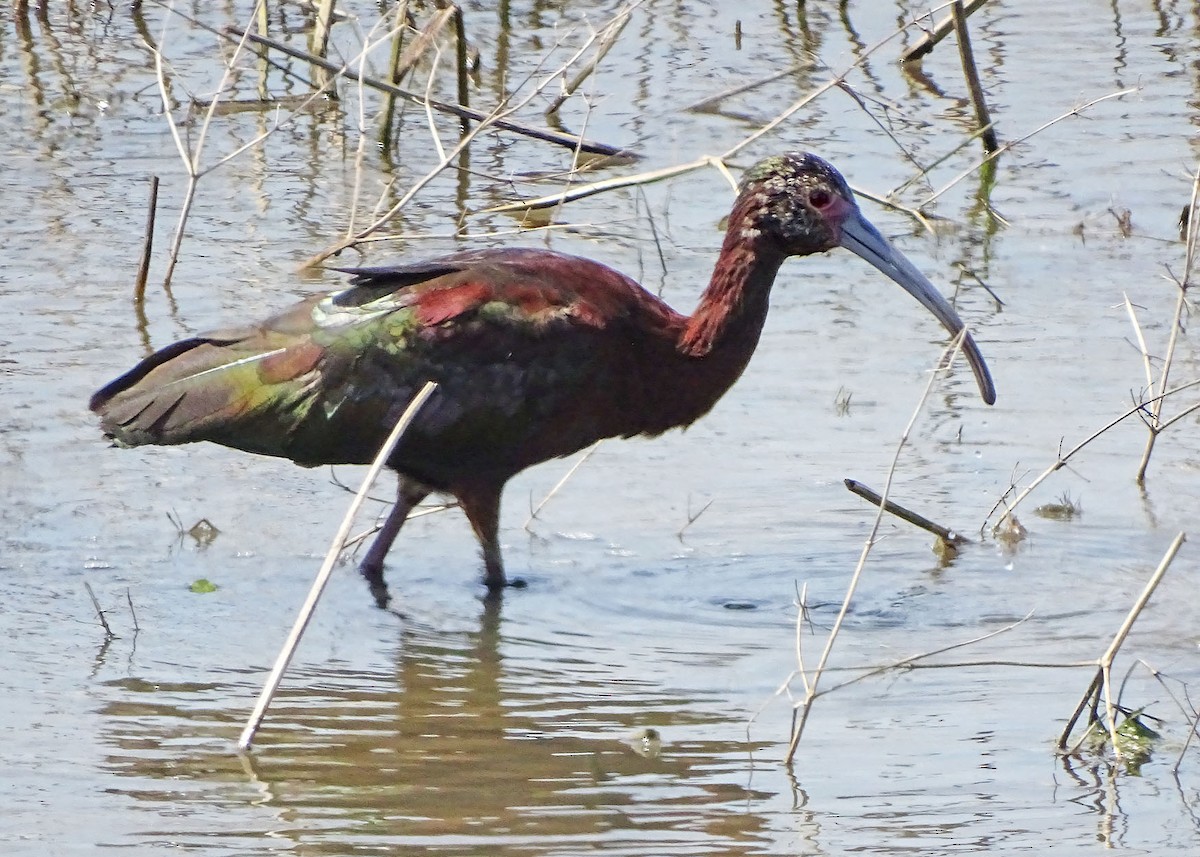 ibis americký - ML226055451