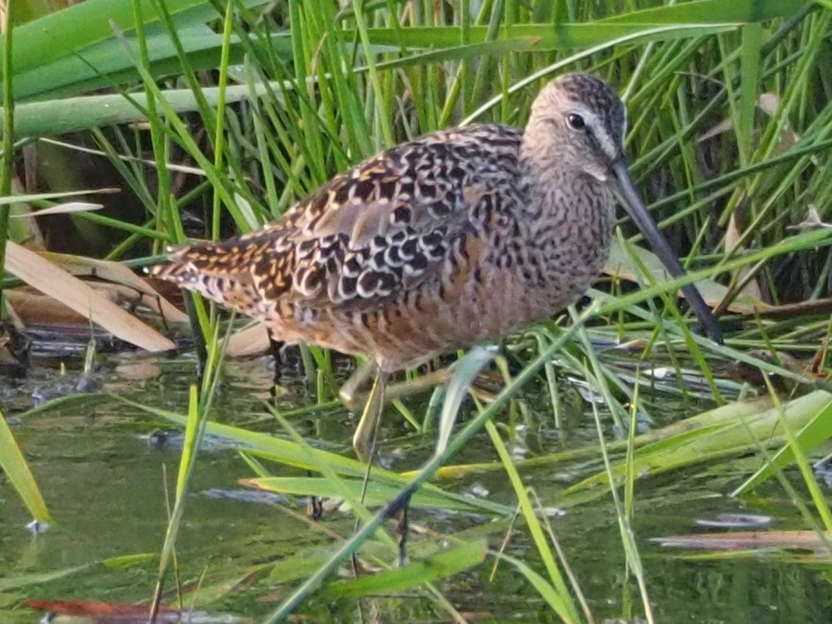 Long-billed Dowitcher - ML226055471