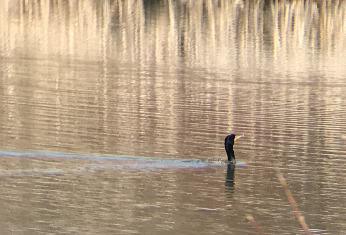 Double-crested Cormorant - ML226057151