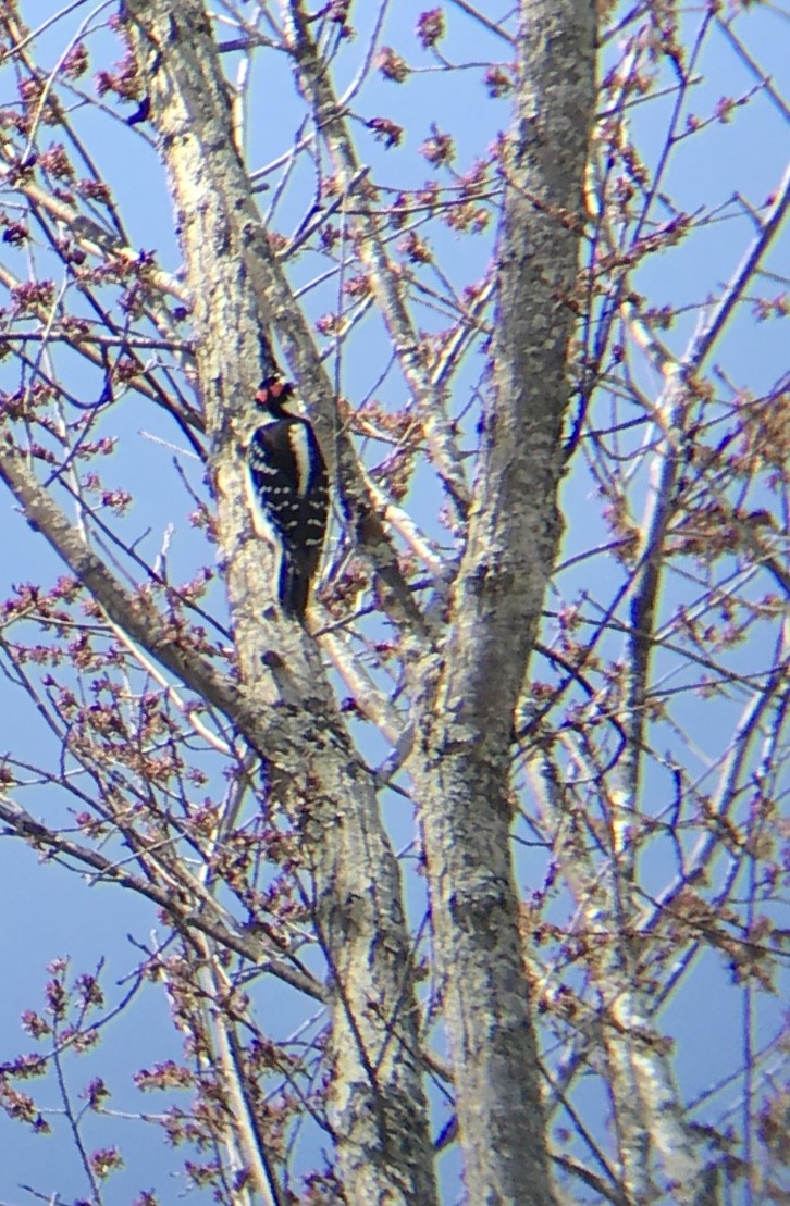 Hairy Woodpecker (Eastern) - ML226057341