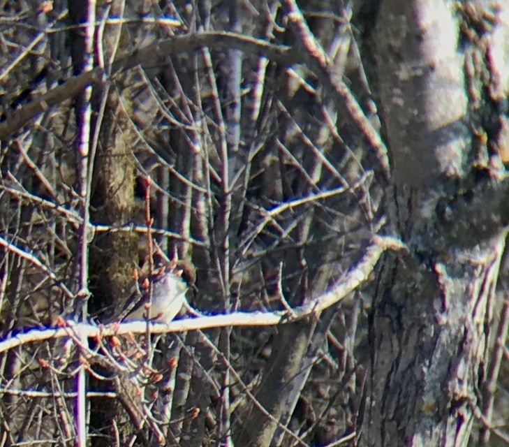 Eastern Phoebe - ML226057411