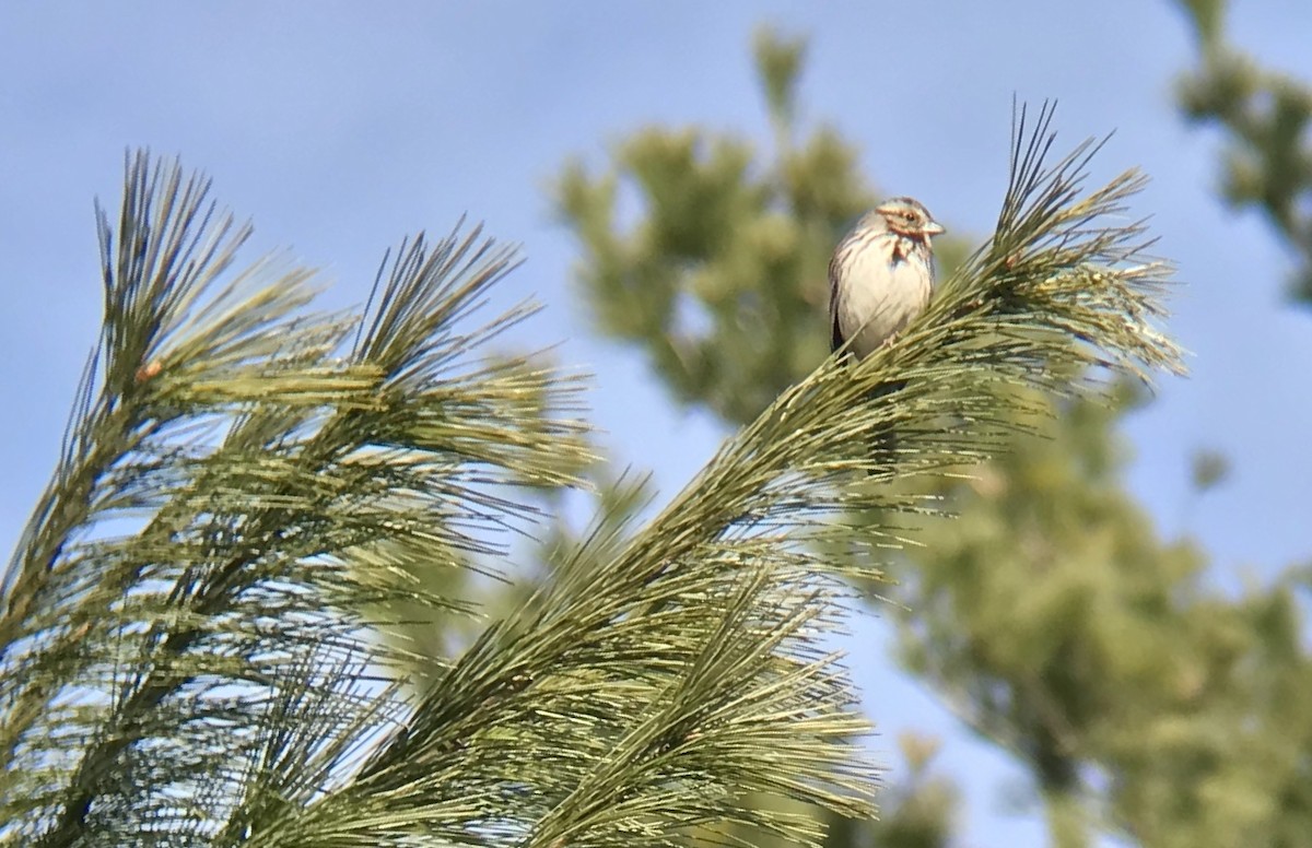 Song Sparrow - ML226057681