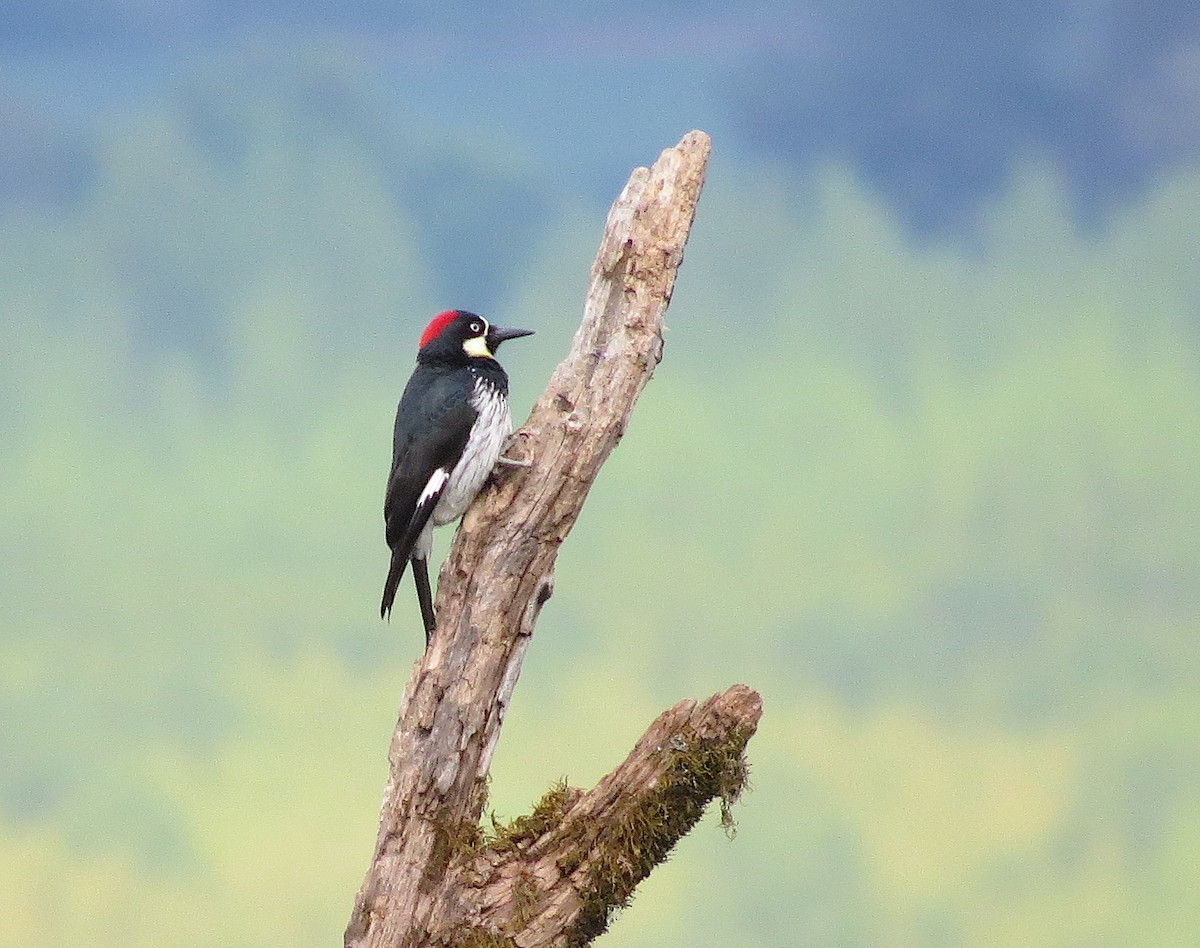 Acorn Woodpecker - Jamie Simmons