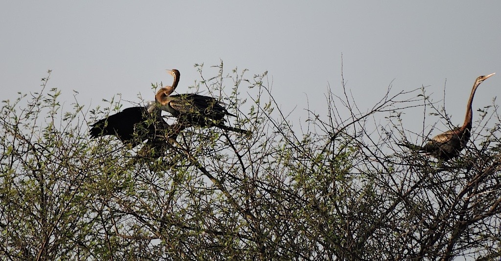 Oriental Darter - ML22606031