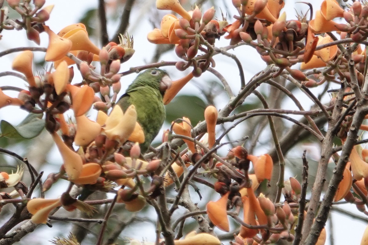 Orange-chinned Parakeet - ML226061831