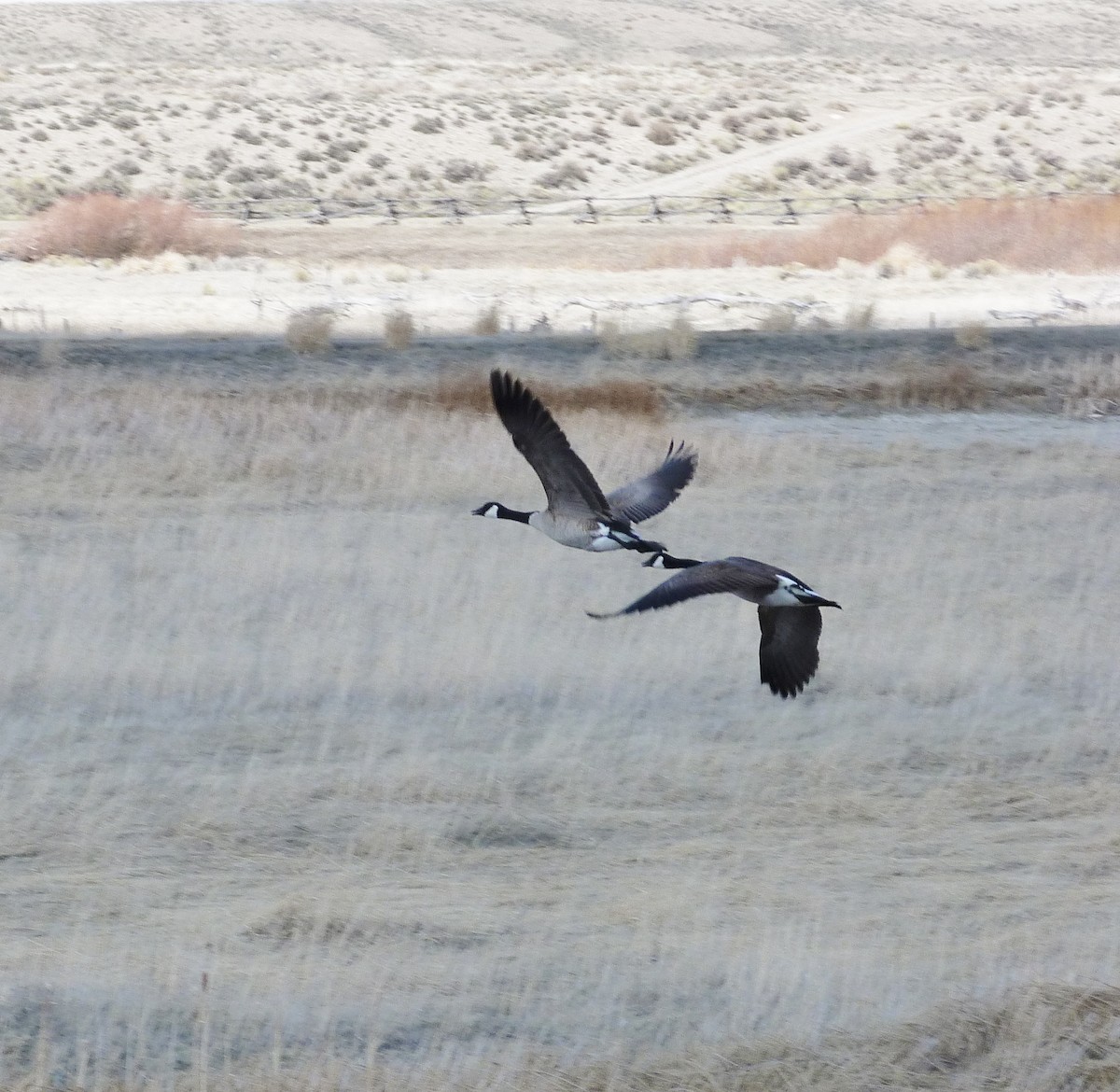 Canada Goose - Kenneth Stinchcomb