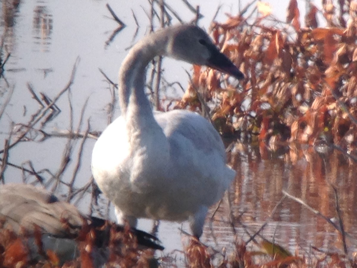 Tundra Swan - ML22606311