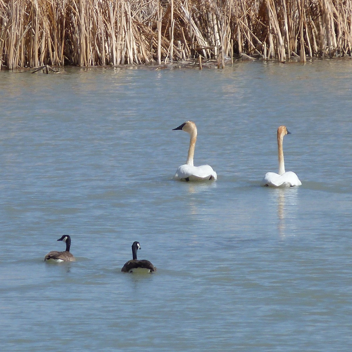 Trumpeter Swan - Kenneth Stinchcomb