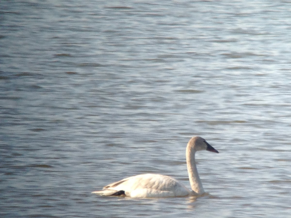 Tundra Swan - Diana Kinder