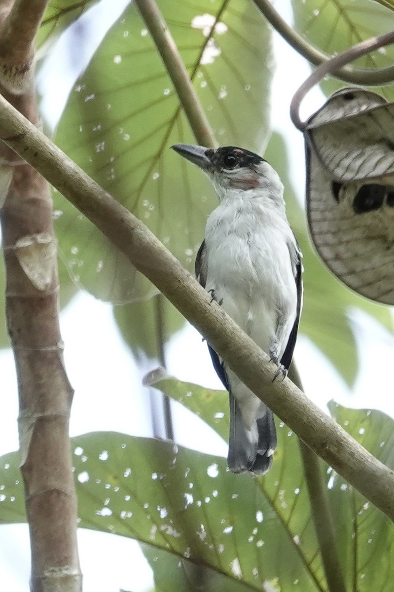 Black-crowned Tityra - ML226063261