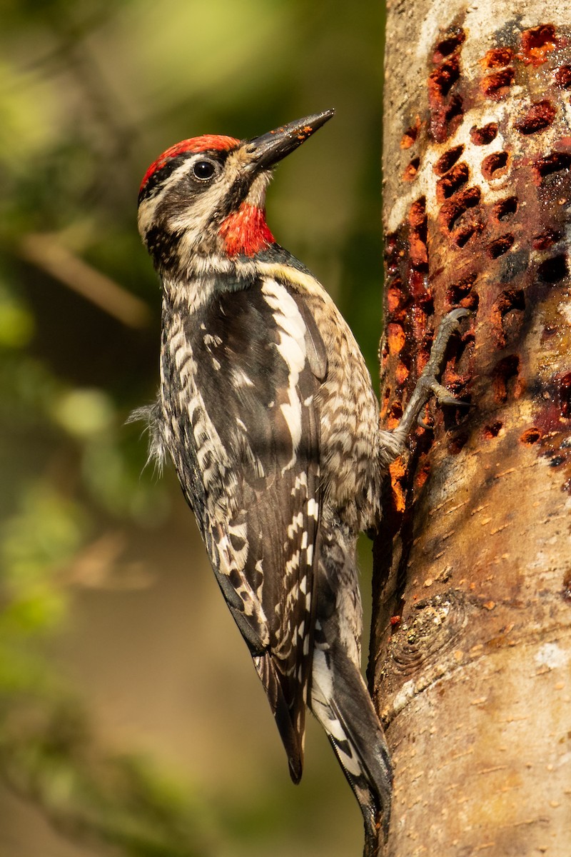 Red-naped Sapsucker - Ilya Povalyaev