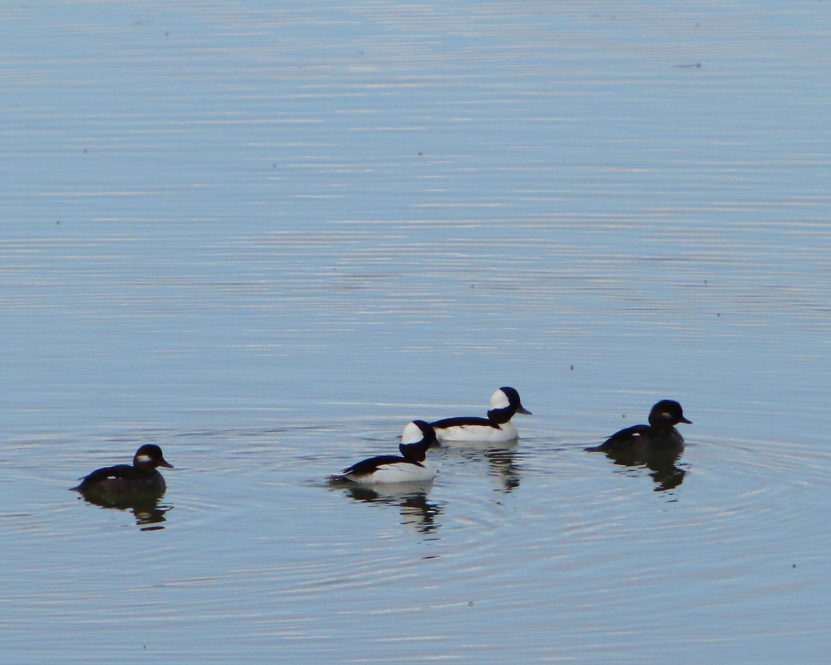 Bufflehead - ML226064131