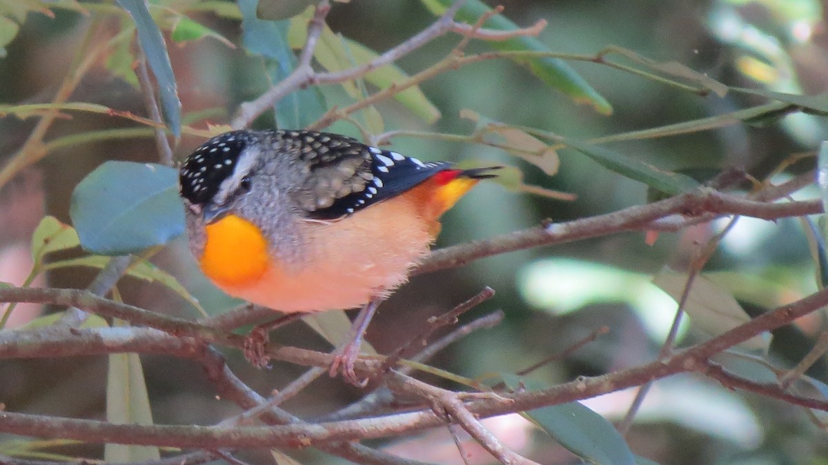 Spotted Pardalote - ML226064491