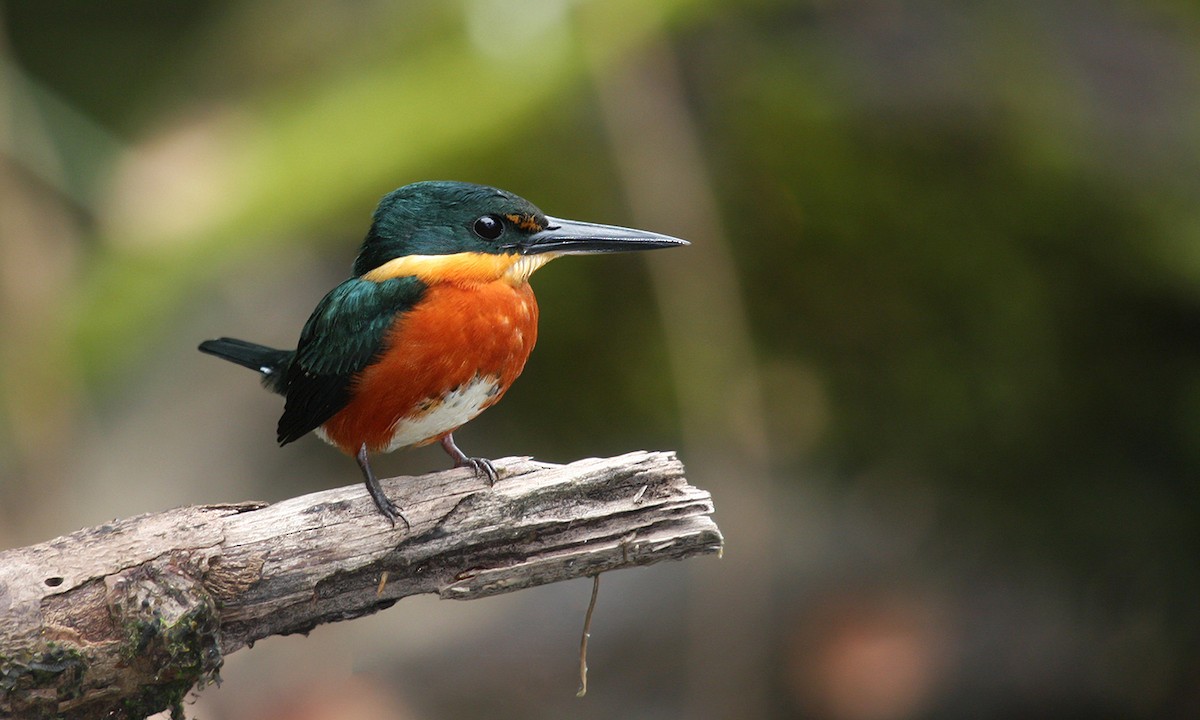 American Pygmy Kingfisher - ML226064901