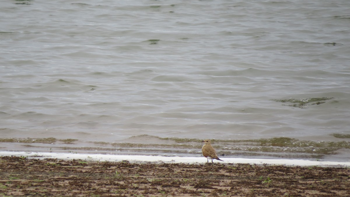 Australian Pratincole - ML226064981