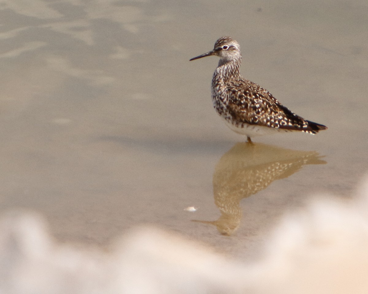 Lesser Yellowlegs - Cullen Clark