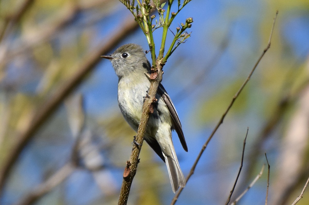 Hammond's Flycatcher - Naresh Satyan