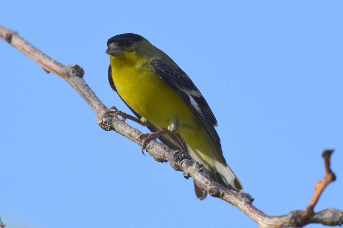 Lesser Goldfinch - ML226066971