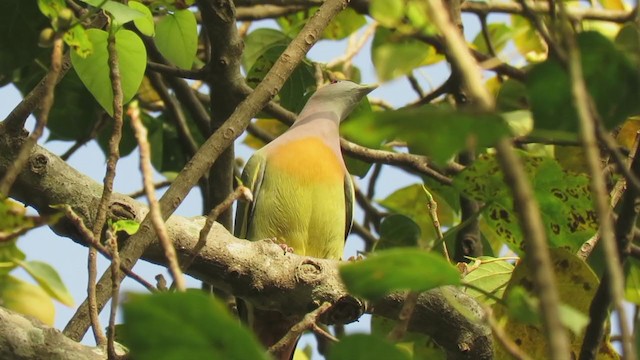 Pink-necked Green-Pigeon - ML226068751