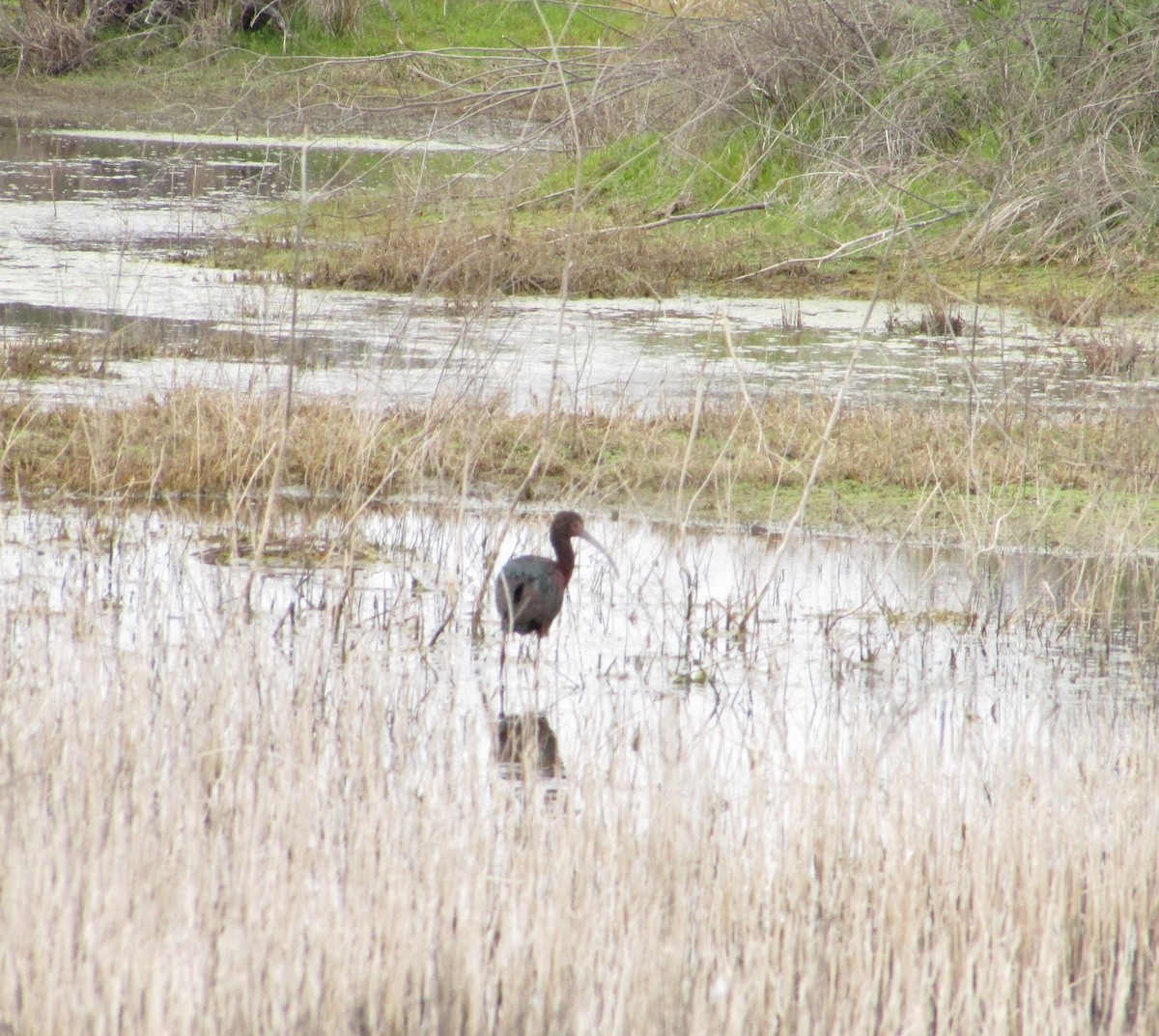 White-faced Ibis - ML226068771