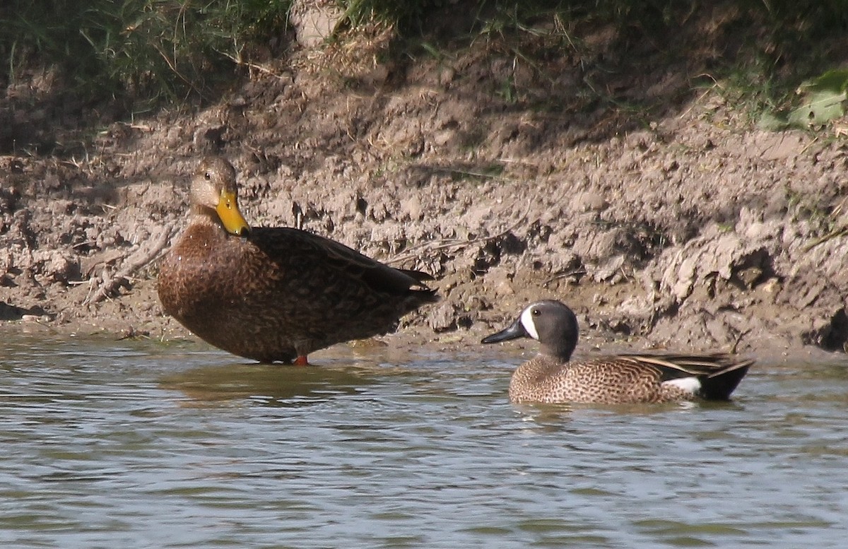 Blue-winged Teal - Tripp Davenport