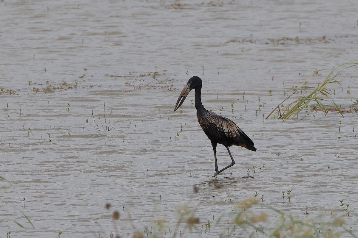 African Openbill - ML226071221