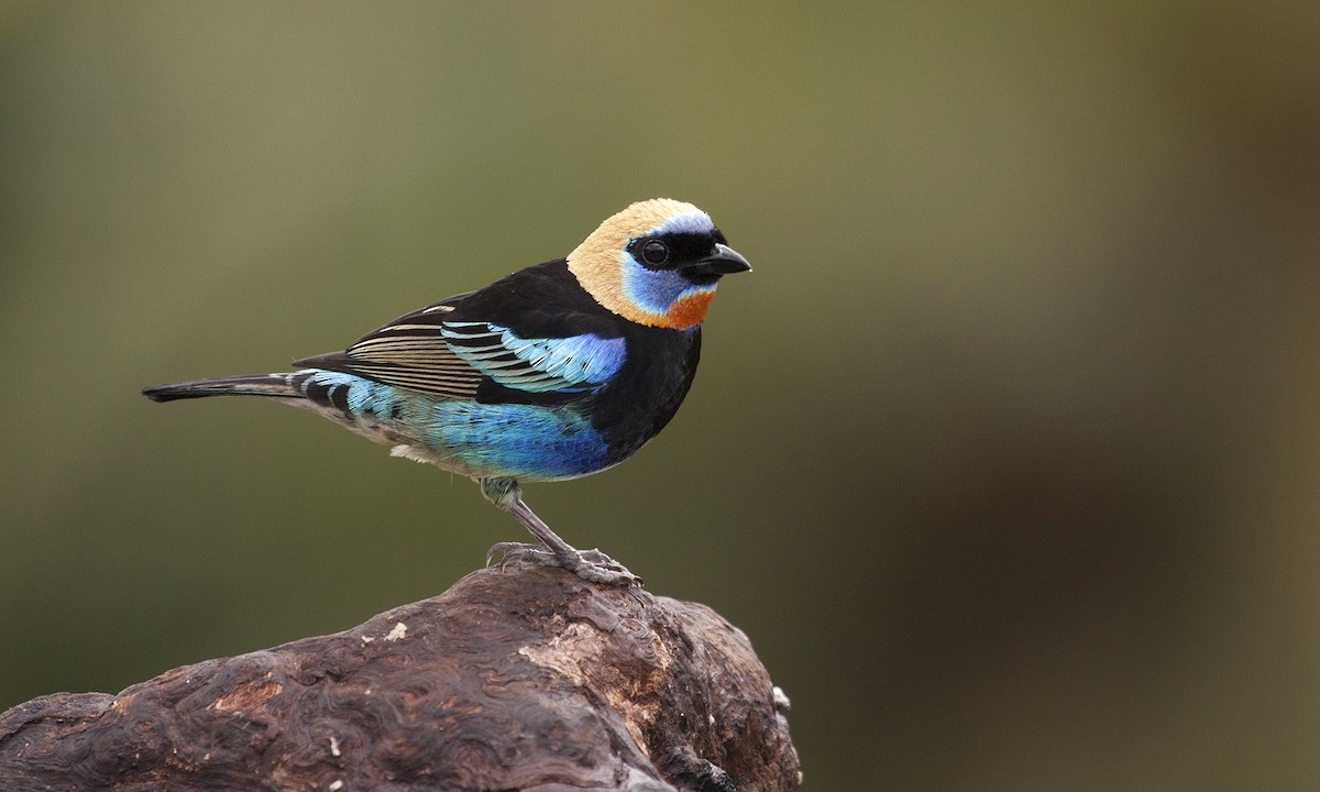 Golden-hooded Tanager - ML226072841