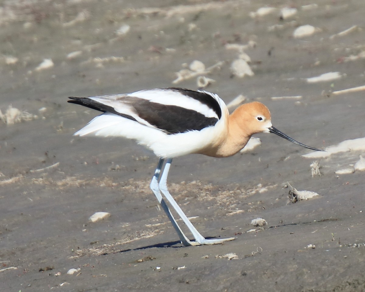 American Avocet - William Baldridge