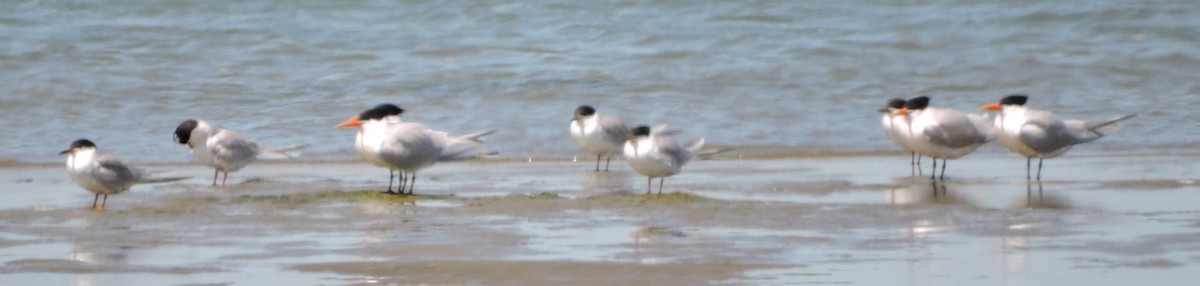 Elegant Tern - ML226076611