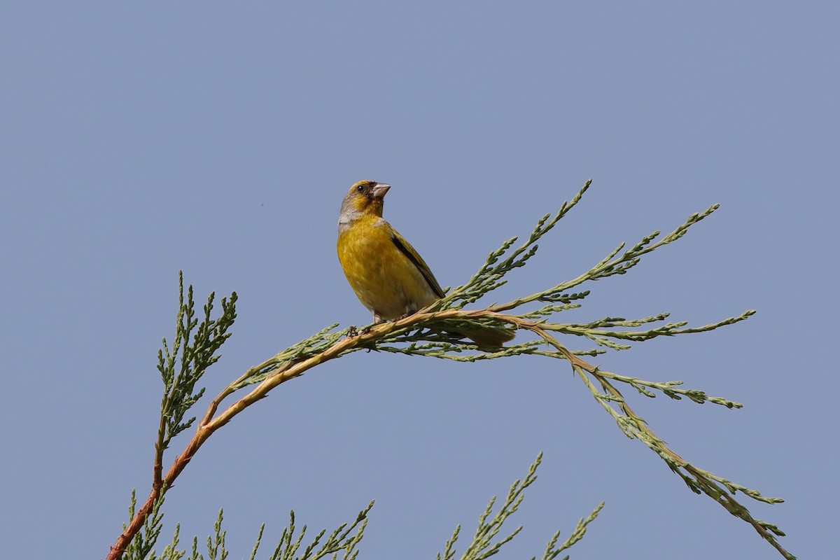 Cape Canary - ML226077051